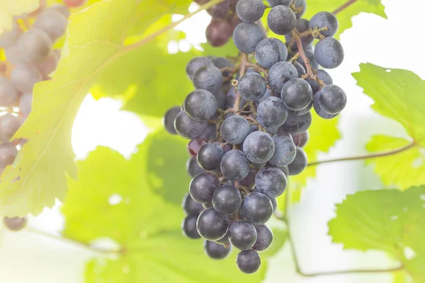 Grapes in the vineyard — Stock Photo, Image