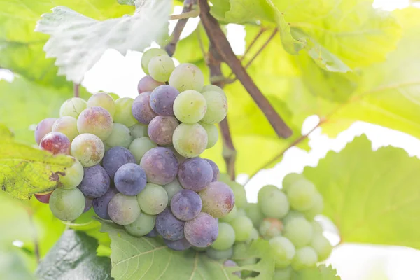 Grapes in the vineyard — Stock Photo, Image