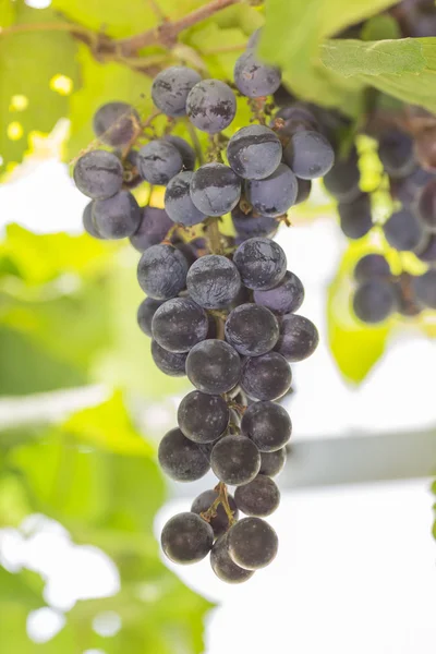 Grapes in the vineyard — Stock Photo, Image