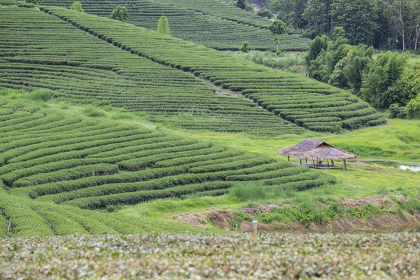 Paesaggio piantagione di tè sotto cielo nuvoloso blu. Provincia di Chaing Rai, Thailandia — Foto Stock