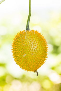 GAC meyve doğanın bir arka plan üzerinde