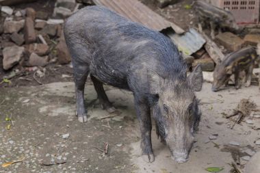 Ormanda yaban domuzu