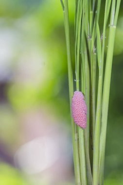 Salyangoz yumurta yağışlı sezon pirinç alanları