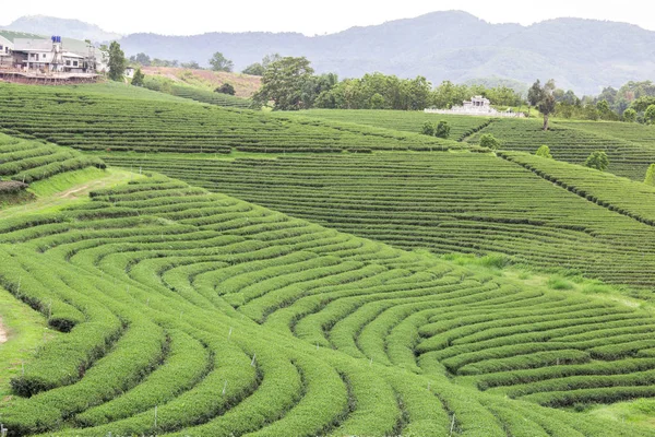 Paisaje plantación de té bajo cielo azul nublado. Chaing Rai provincia, Tailandia — Foto de Stock