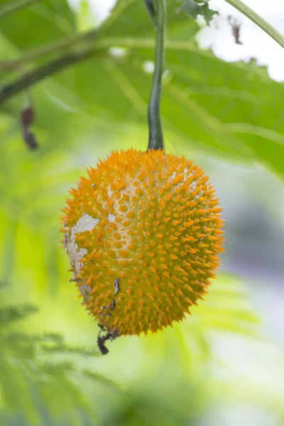 Fruta de Gac sobre un fondo de naturaleza — Foto de Stock