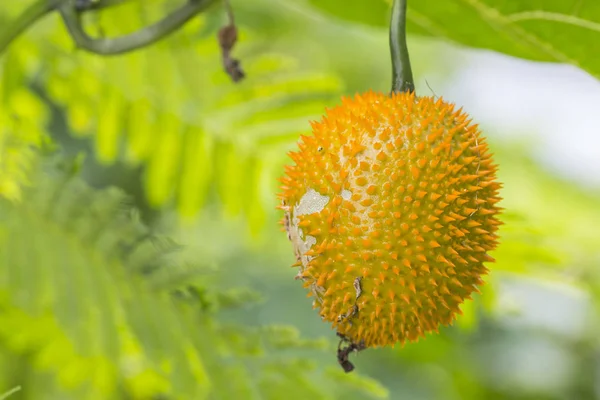 GAC frukt på en bakgrund av naturen — Stockfoto