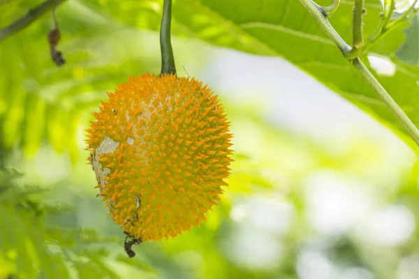 Gac 中水果的自然背景上 — 图库照片