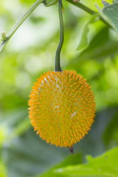 Fruta de Gac sobre un fondo de naturaleza — Foto de Stock