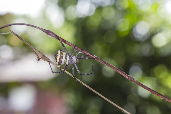 Toile d'araignée et araignée — Photo