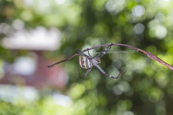 Toile d'araignée et araignée — Photo