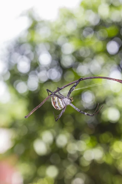 Toile d'araignée et araignée — Photo