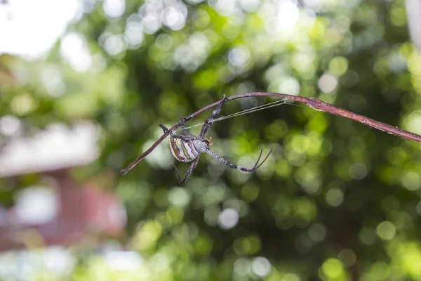 Örümcek ve örümcek ağı — Stok fotoğraf