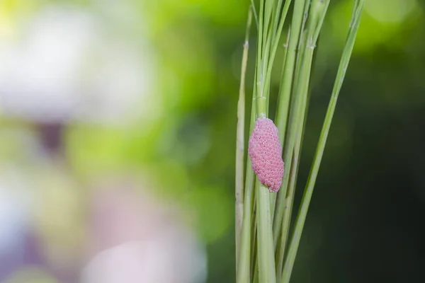 Snail egg on Rice fields in the rainy season — Stock Photo, Image