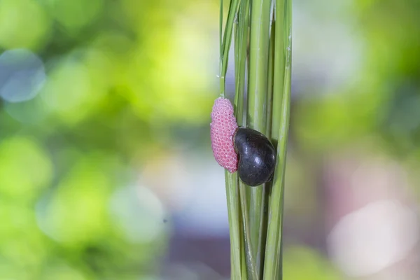 Snigel ägg på risfälten i regnperioden — Stockfoto