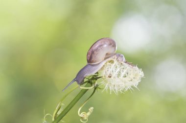 küçük salyangoz bokeh ile