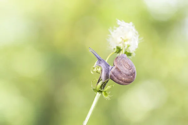 Malý šnek s bokeh — Stock fotografie