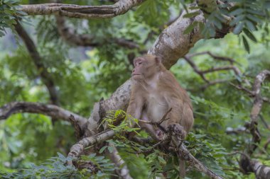 Maymun tropikal ormanlarda Tayland