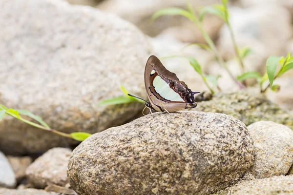 Beautiful butterfly  on stone in garden — Stock Photo, Image