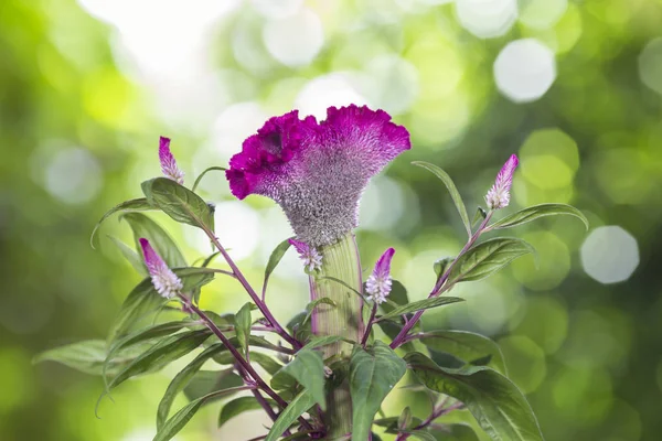 Celosia argentea or The silver cock's comb on a nature backgroun — Stock Photo, Image
