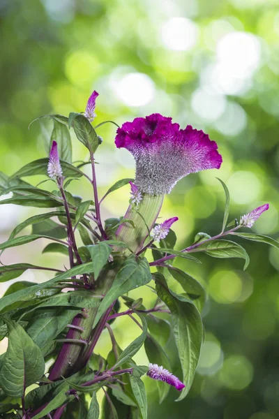 Celosia argentea ou le peigne de la bite argentée sur un fond de nature — Photo