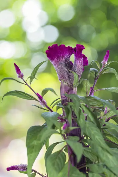 Celosia argentea ou le peigne de la bite argentée sur un fond de nature — Photo