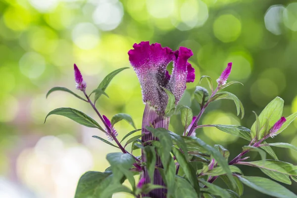 Celosia argentea or The silver cock's comb on a nature backgroun — Stock Photo, Image