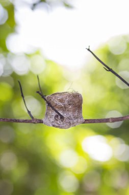 Ağaçtaki kuş yuvası.