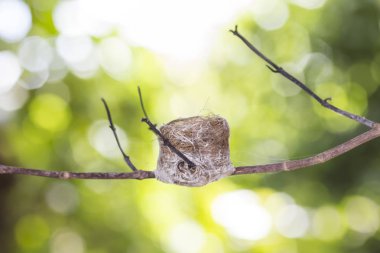 Ağaçtaki kuş yuvası.