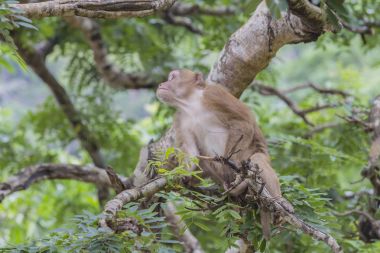 Maymun tropikal ormanlarda Tayland