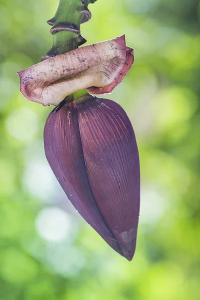 Banana blossom  on a background of nature — Stock Photo, Image