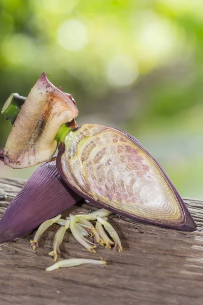 Ανθός μπανάνας σε φόντο της φύσης — Φωτογραφία Αρχείου