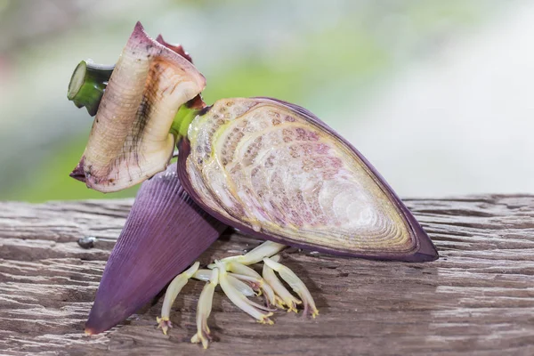 Banana blossom  on a background of nature — Stock Photo, Image