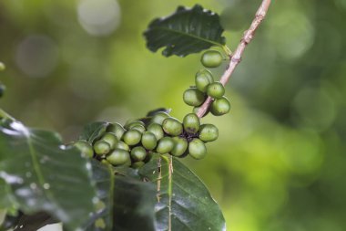 kahve ağaç.