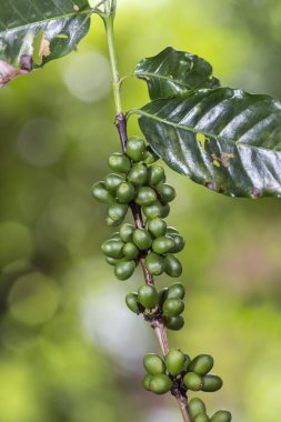 kahve ağaç.