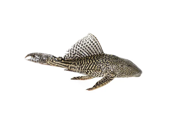 Pesce Hypostomus plecostomus isolato su bianco — Foto Stock