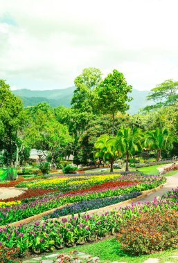 Bahçe çiçekleri, Mae fah luang bahçesi