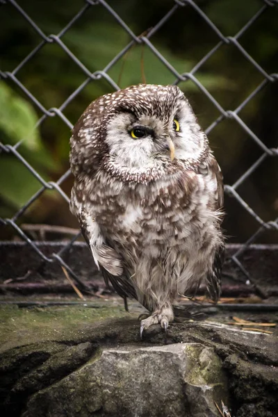 A little bit disgruntled owl turned away — Stock Photo, Image