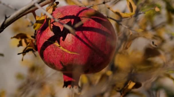 En ung flicka plockar ett granatäpple från en gren med en plommon — Stockvideo