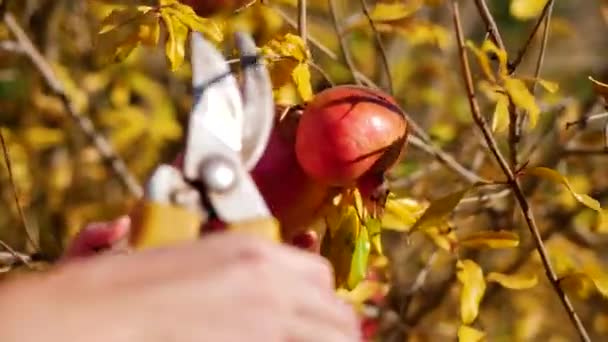 Mamma hjälper sin dotter skära ett granatäpple från en trädgren — Stockvideo