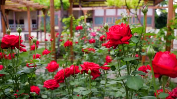 Caminar en el jardín de Rosas. flores rojas — Vídeo de stock