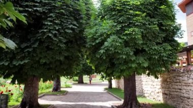 A walk in the Park. Beautiful trees