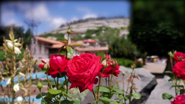 Gå i Roses trädgård. steg närbild — Stockvideo