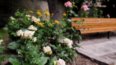 A walk in the Park. yellow roses