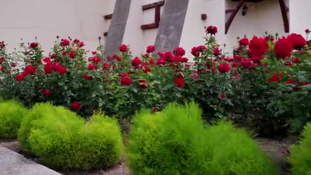 Boardwalk in the Roses garden. a sea of flowers — Stock Video