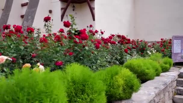 Caminhe no jardim das rosas . — Vídeo de Stock
