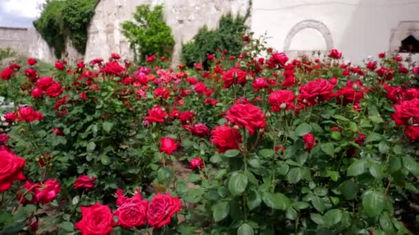 Róże ogród, widok z góry — Wideo stockowe