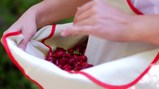Young girl picked dogwood in an apron — Stock Video