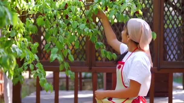 A beautiful young girl picked dogwood in an apron — Stock Video