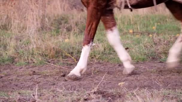 Ein Pferd, das an einen Karren gebunden ist, befindet sich auf einer Landstraße — Stockvideo