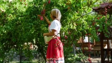 Genç ve güzel bir kız önlükle kızılcık ağacı topladı.